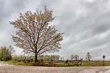 Corner Tree_00237